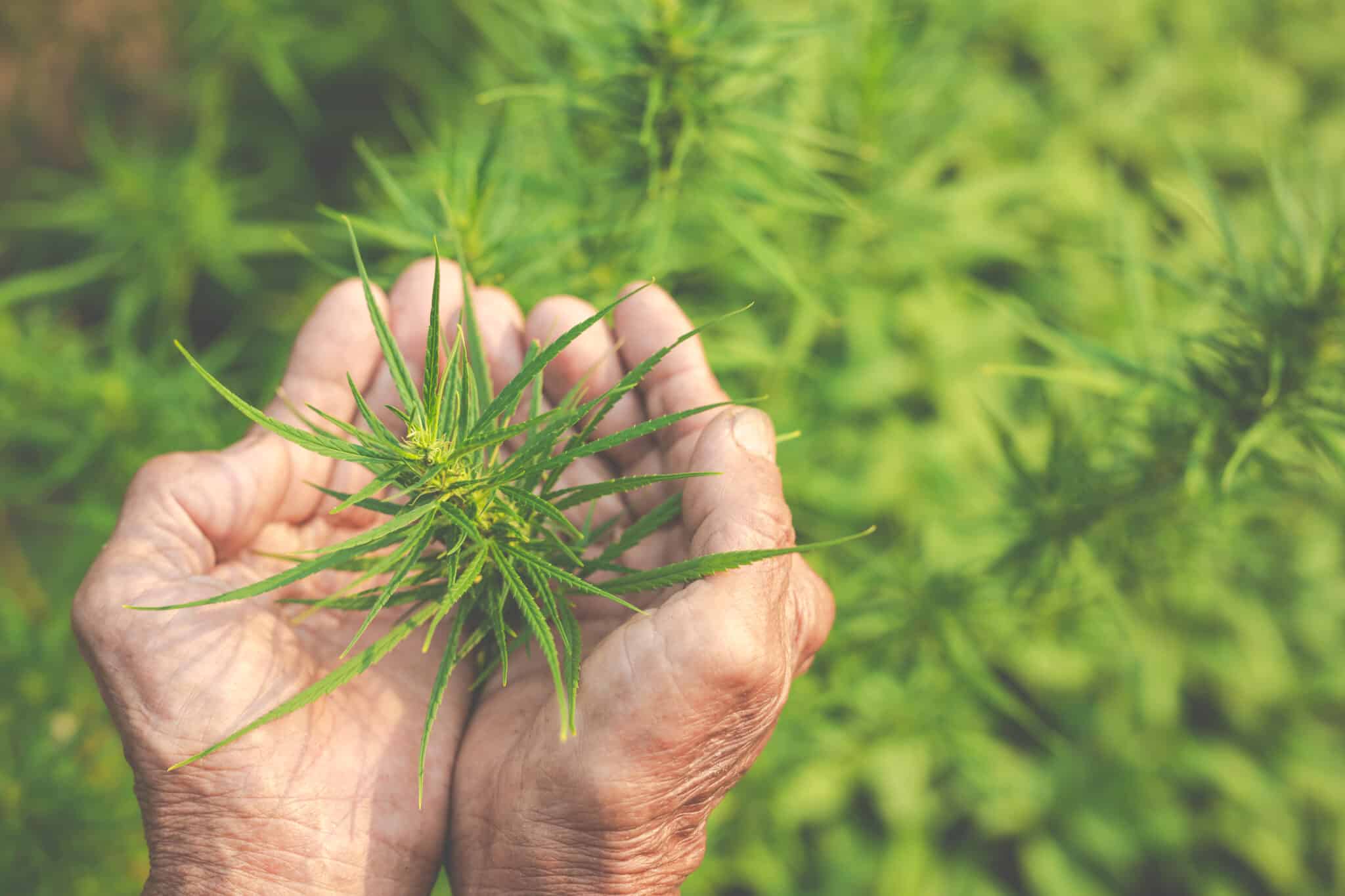 Tratamiento de la Adicción al Cannabis